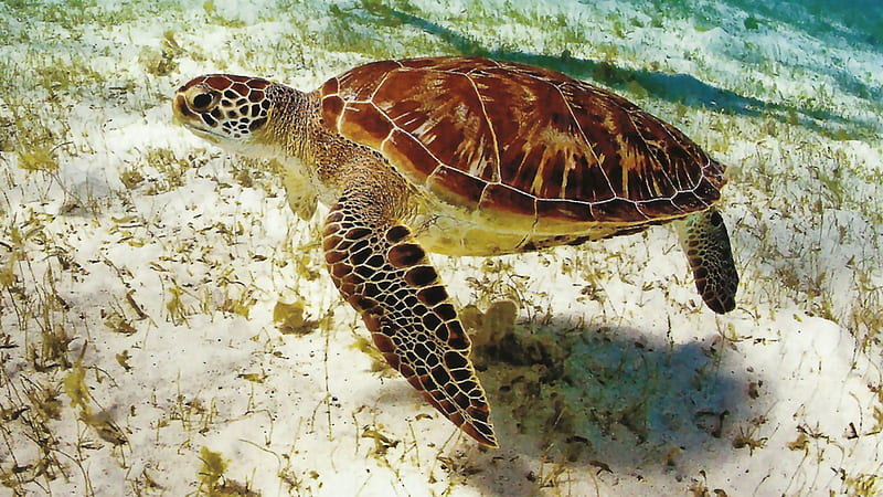 Sea Turtle Beneath the Ocean ocean, bonito, sea, graphy, sea turtle, wide screen, wildlife, nature, seascape, HD wallpaper