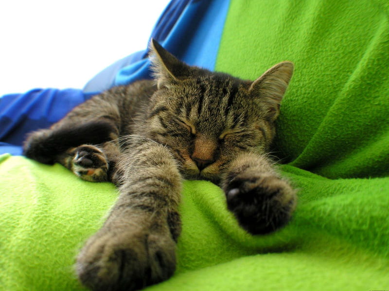 Old Lazybone, housecat, cat, purring cat, green blanket, HD wallpaper