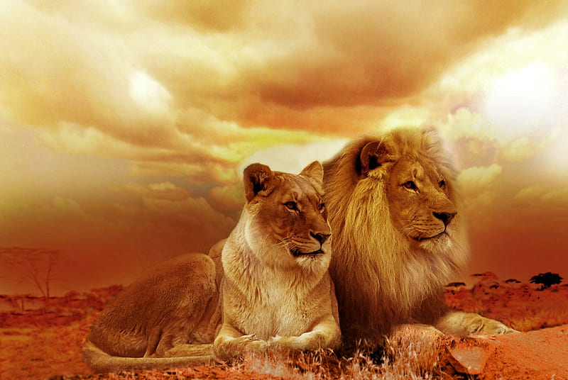 couple, lion, lioness, HD wallpaper