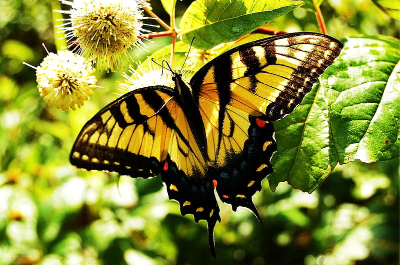 Tiger in the sky, resting, swallowtail butterfly, yellow black red, wings spread, HD wallpaper