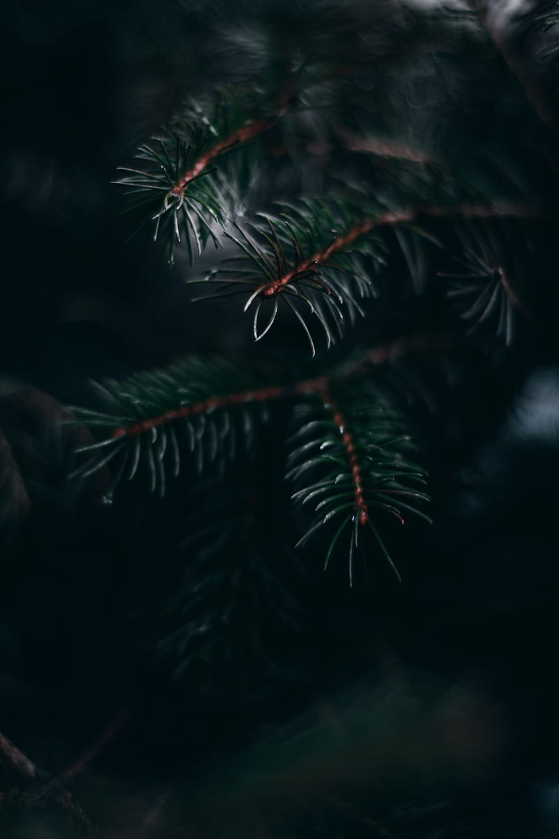 pine, branch, needles, macro, plant, green, HD phone wallpaper