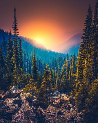 Nature Trees Mountains Hd 4k Sunset Forest Wallpaper 4K