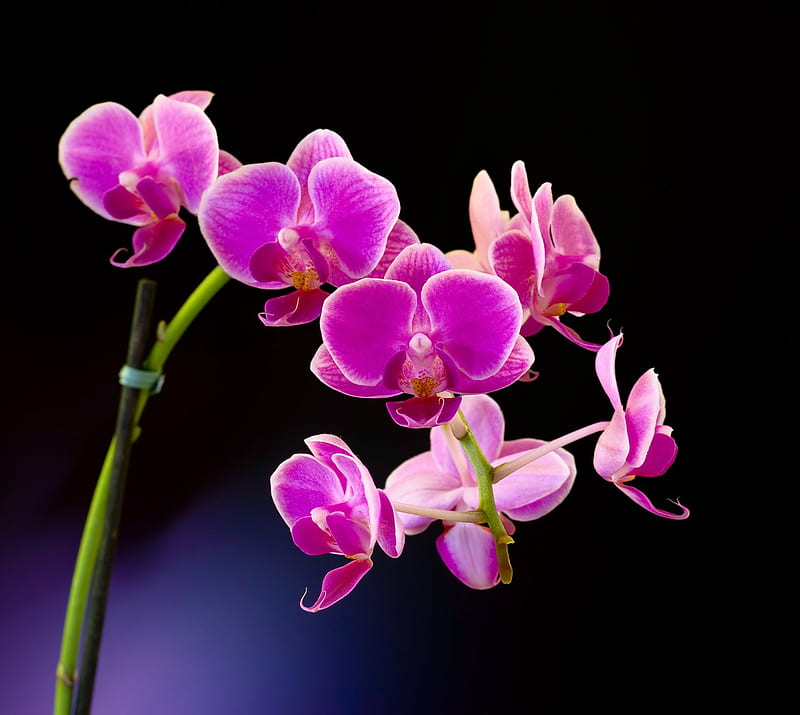 Orchid, black, pink, HD wallpaper