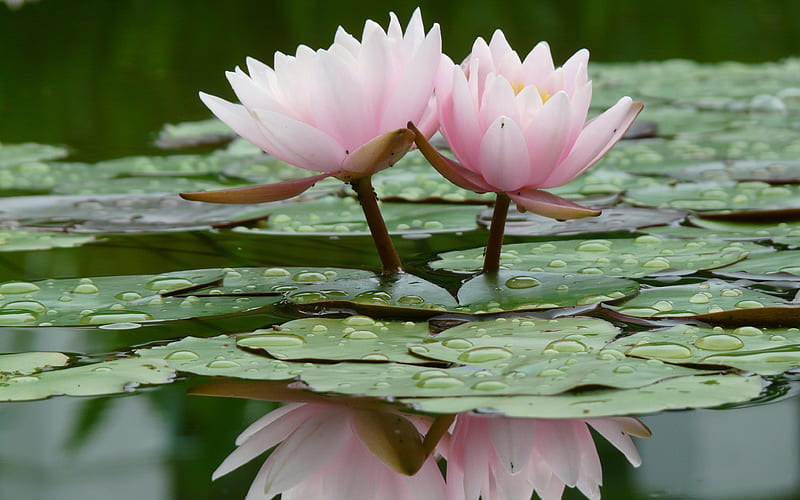 Nymphaea, lakes, water lily, bonito, green, flowers, lily, nature, pink, HD wallpaper
