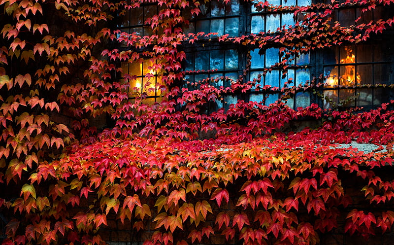 Red Ivy, Lights, House, Window, Autumn Ultra, Seasons, Autumn, Leaves, Colors, Fall, canon, canoneos5dmarkiii, canonef50mmf12lusm, Hedera, HD wallpaper
