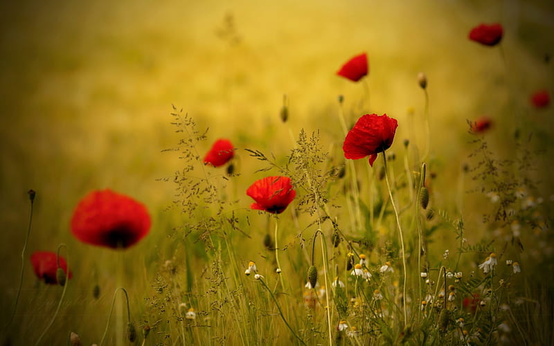 Campo de amapolas, amapola, esplendor, campo de flores, amapolas, flores,  naturaleza, Fondo de pantalla HD | Peakpx