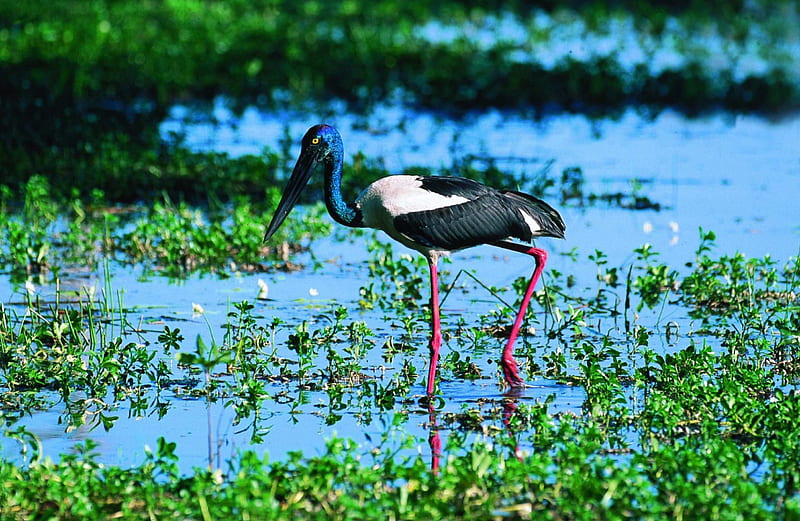 Blue Headed Stork, wetlands, stork, marsh, bird, HD wallpaper