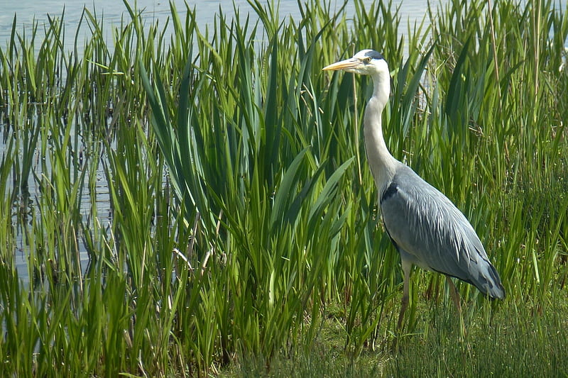 great blue heron, water, grass, bird, heron, HD wallpaper