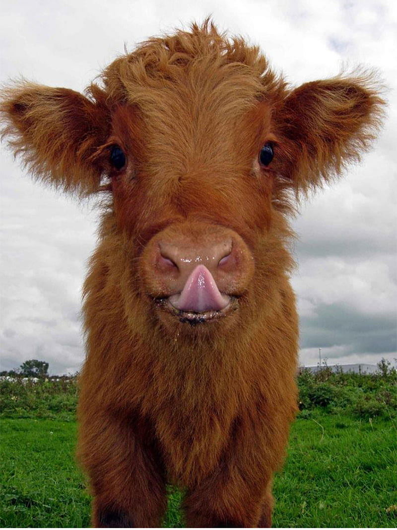 Indian Cow Calf Beautiful View,brown Calf Stock Image - Image of standing,  baby: 171692021