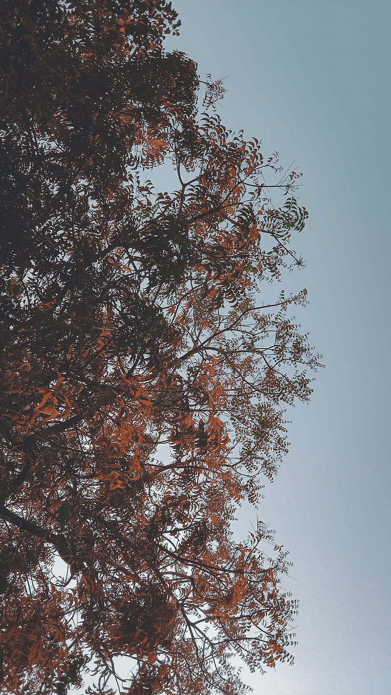 Tree, aesthetic, astethic, blue, dark, leafs, sky, vibe, HD phone wallpaper