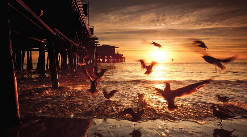 sea birds at the santa monica pier at sunset, pillars, beach, pier, birds, sunset, sea, HD wallpaper