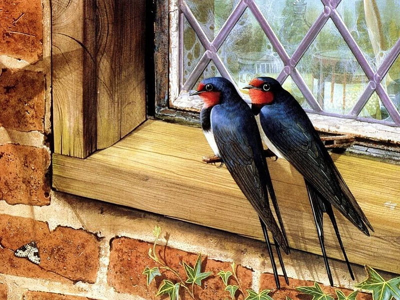 Bird's on the Sill, brick wall, red, wings, window, birds, black, wall, sit, long tail, bird, brick, beak, sitting, feathers, HD wallpaper
