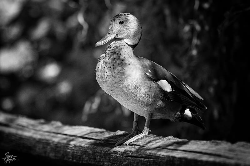 duck, beak, bird, black and white, HD wallpaper