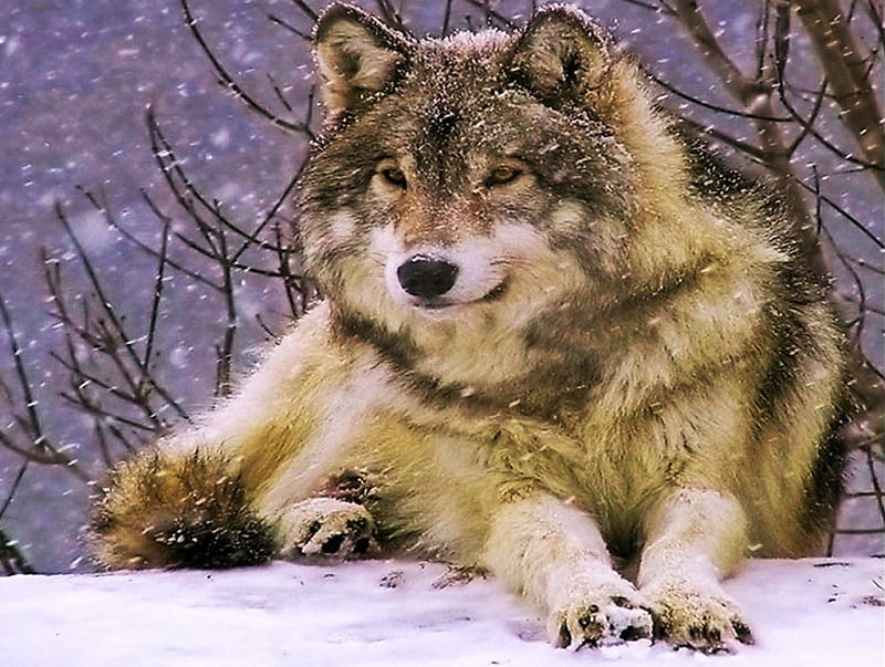 Resting Wolf, predator, snow, nature, wolves, winter, HD wallpaper