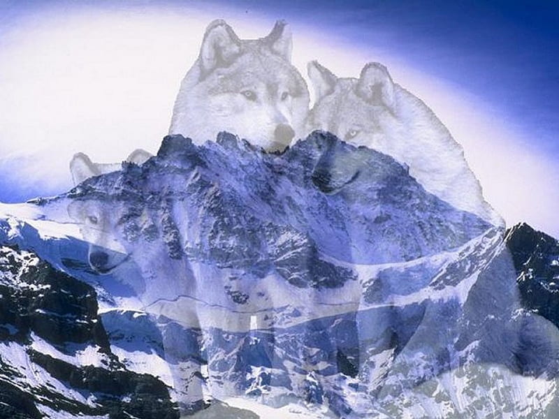 Wolf Spirits Protectors and Brothers, snow, mountains, native american, wolves, spirits, winter, HD wallpaper