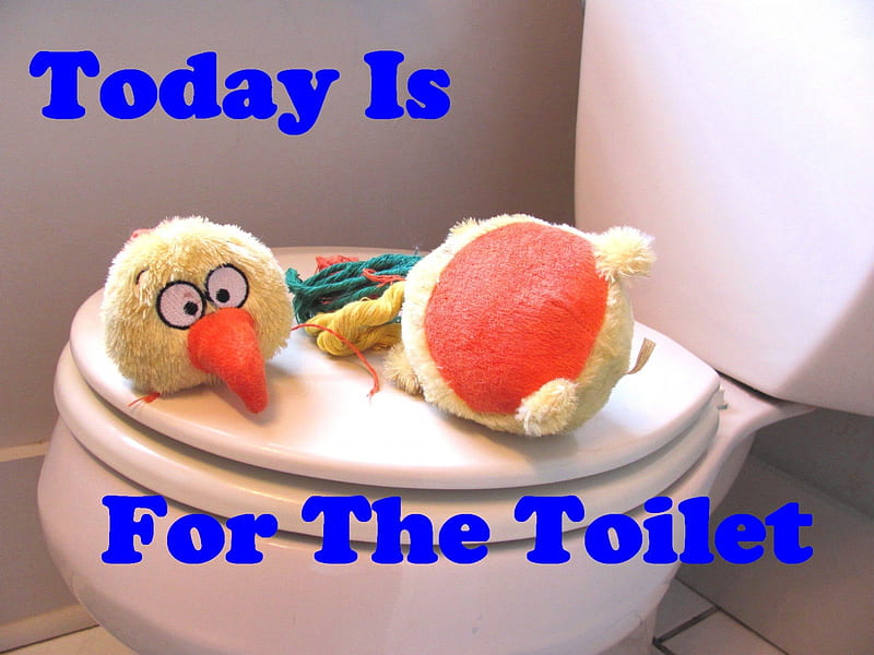Not A Good Day!!, head, chicken, toy, unhappy, disgust, anger, animal, toilet, frustrated, sarcastic, entertainment, bathroom, nature, bad, funny, emotion, HD wallpaper
