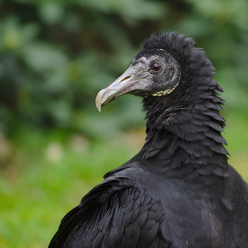Black vulture, HD phone wallpaper