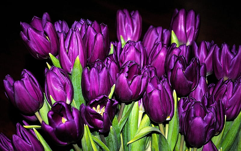 Purple Tulips, purple, flowers, nature, tulips, many, HD wallpaper