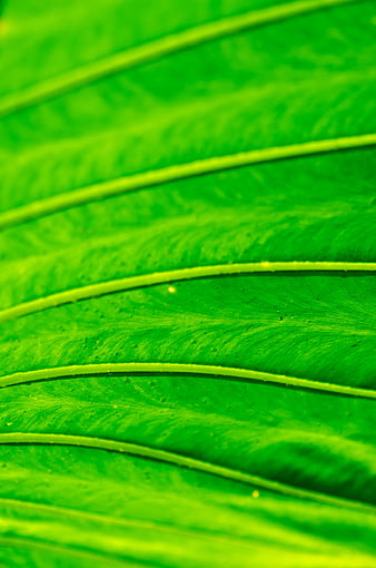 Leaf In Sun, leaf, green, summer, bright, HD wallpaper