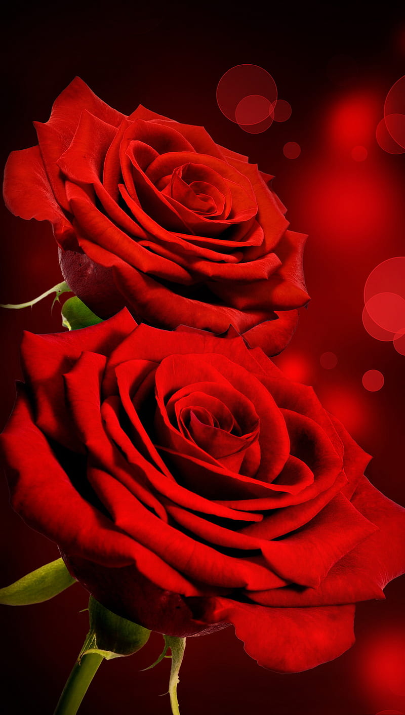 Rosas rojas, hermosas, flores, rojas, rosas, Fondo de pantalla de teléfono  HD | Peakpx