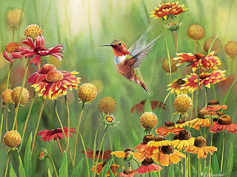 Rufous Hummingbird, bird, painting, flowers, summer, blossoms, artwork, HD wallpaper