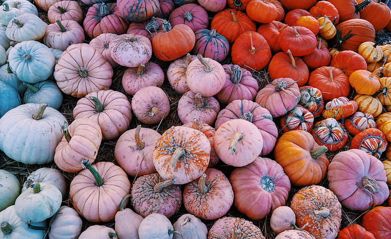 Orange pumpkins, HD wallpaper | Peakpx