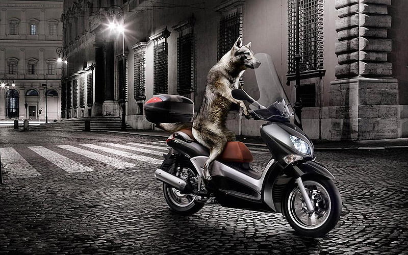 Unusual Rider, pedestrian crossing, buildings, road, lights, motorcycle, dog, night, HD wallpaper