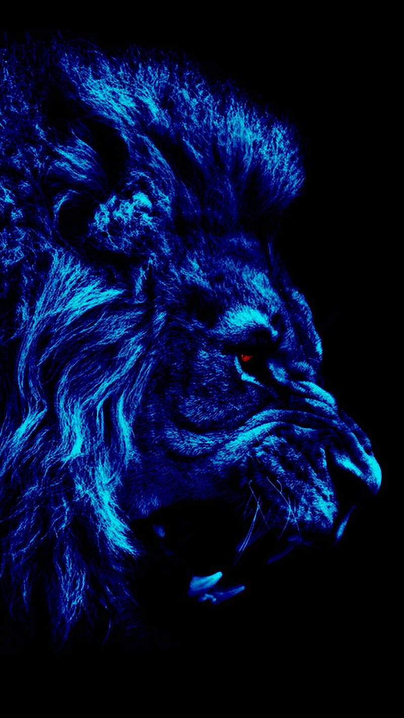 Lion With Blue Eyes In Black Background HD Lion Wallpapers  HD Wallpapers   ID 58610