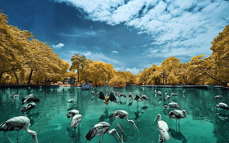 national park, birds, lake, malaysia, HD wallpaper