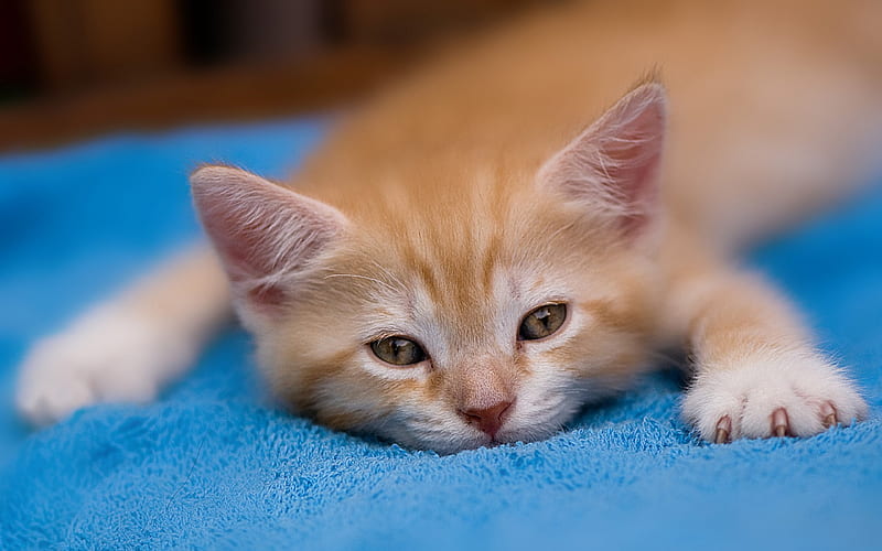 ITS ONLY TUESDAY I AM POOPED, CUTE, TIRED, ADORABLE, KITTY, HD wallpaper