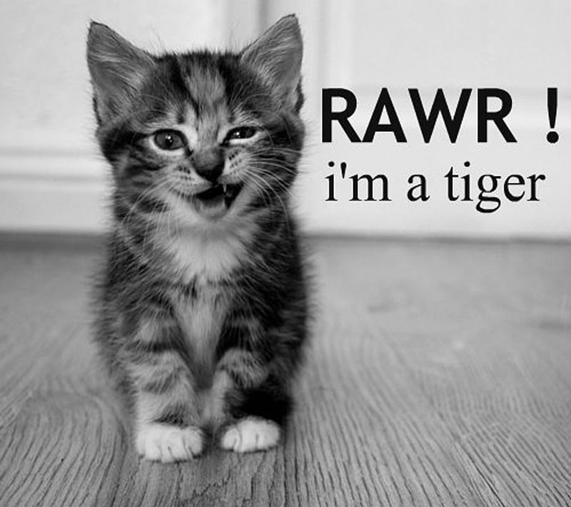 rawr tiger tumblr