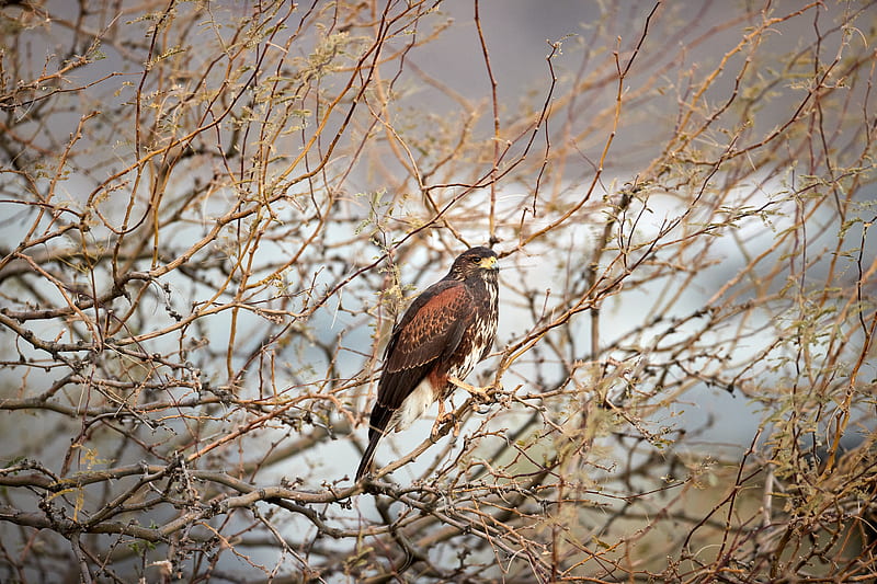 hawk, bird, predator, brown, branches, HD wallpaper