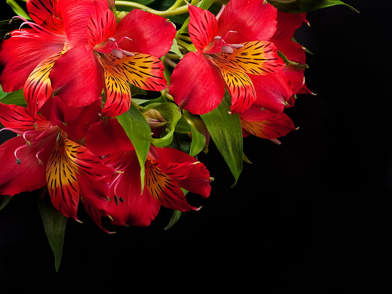 Alstroemeria background, red, background, flower, alstroemeria, lilium, HD wallpaper