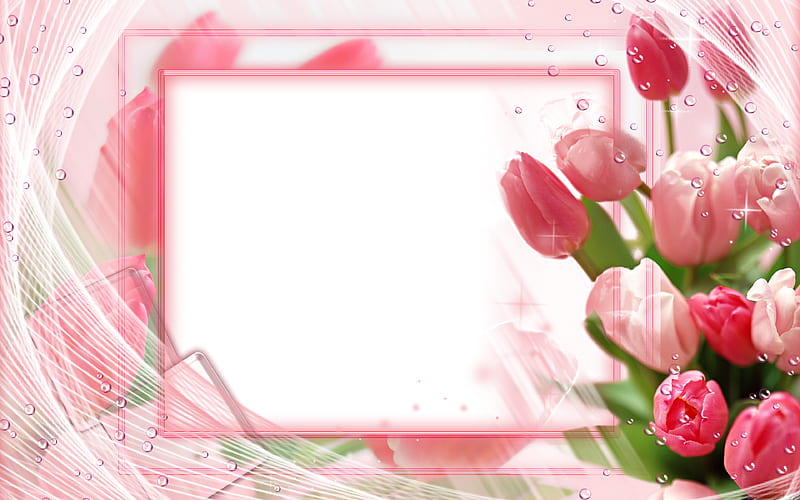 pink tulips frame floral concepts, floral frames, white backgrounds, pink flowers, pink floral frame, HD wallpaper