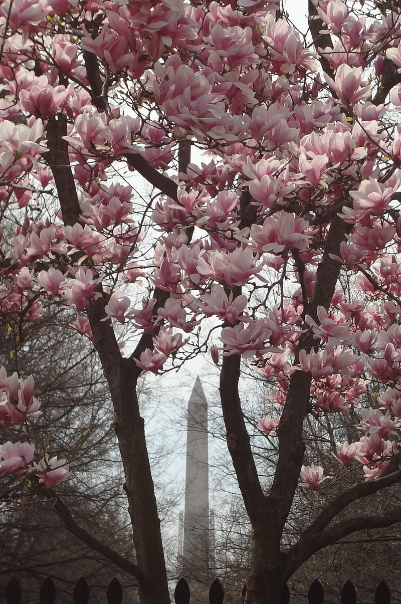 Washington Monument, dc, spring, tulip tree, HD phone wallpaper