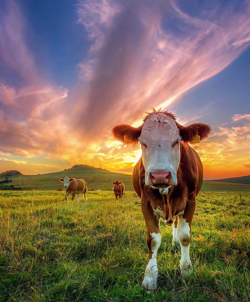 Vacas, vaca, árbol, Fondo de pantalla de teléfono HD | Peakpx