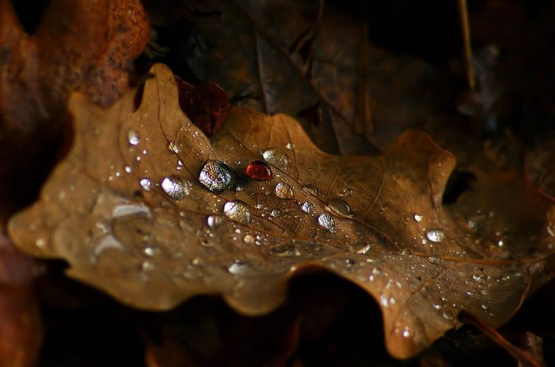 Jewerly, autumn, raindrops, dew, drops, abstract, leaf, dewdrops, leaves, graphy macro, close-up, rain, HD wallpaper