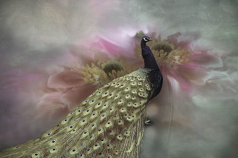 Peacock, paun, art, fantasy, bird, flower, pasari, HD wallpaper