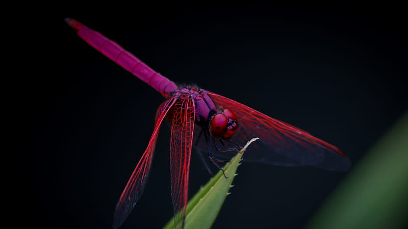 Dragonfly, libelula, insect, black, pink, HD wallpaper