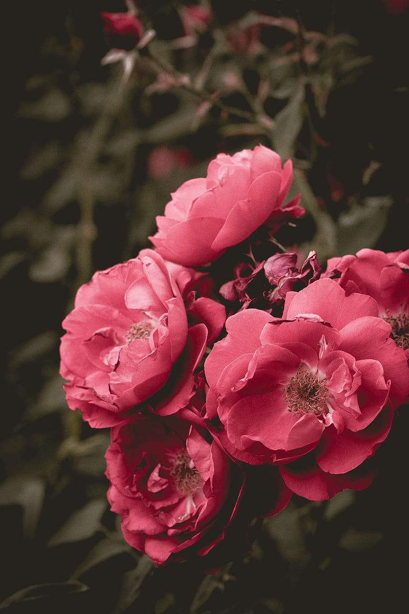 wild rose, flower, bloom, pink, bush, HD phone wallpaper
