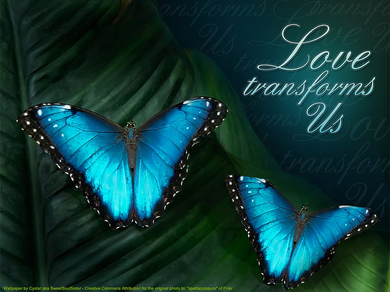 Love Transforms Us, morpho, transformation, colorful, glow, turquoise, moth, butterfly, green, quote, love, jungle, blue, phrase, black, butterflies, moths, leaf, saying, HD wallpaper