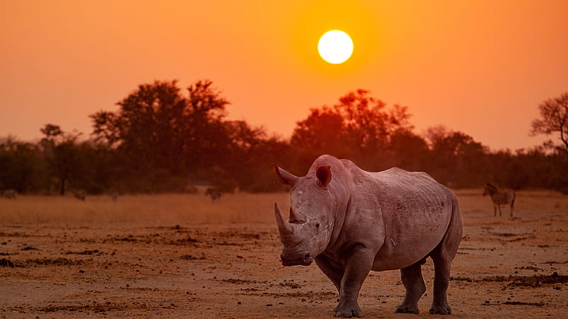 4067 Rhino Wallpaper Images Stock Photos  Vectors  Shutterstock
