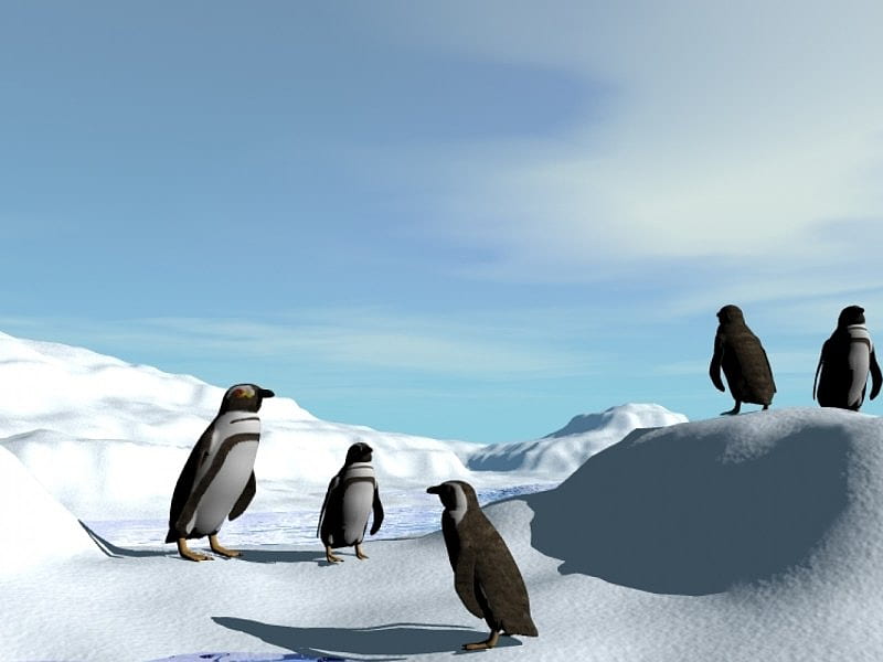 Chillin, chillin birds, penguin ice, HD wallpaper