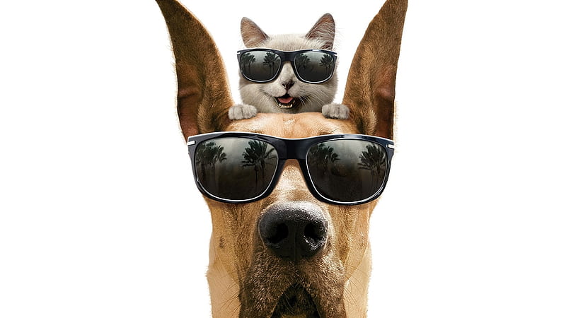 Mascotas geniales, gafas de sol, guays, graciosas, gatos, gran danés, perros,  Fondo de pantalla HD | Peakpx