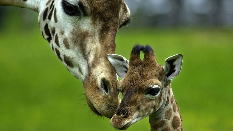 Mother and baby, giraffes, two, love, mom, baby, HD wallpaper