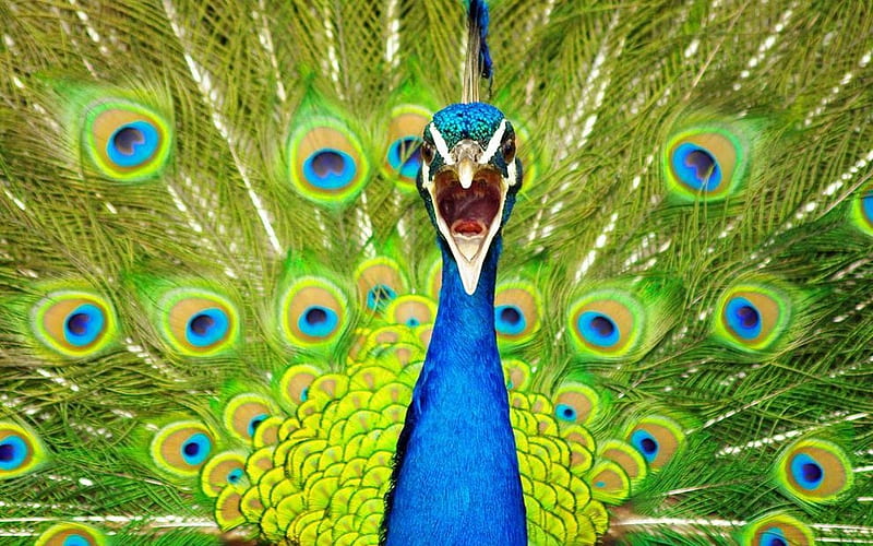 blue peacock-Animal graphy, HD wallpaper