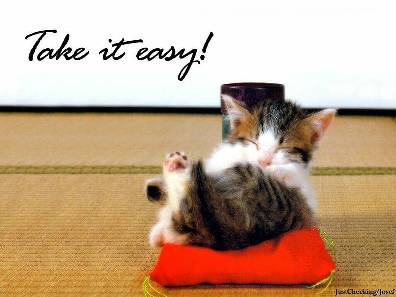 Take it Easy, pillow, cat, kitten, relaxing, HD wallpaper