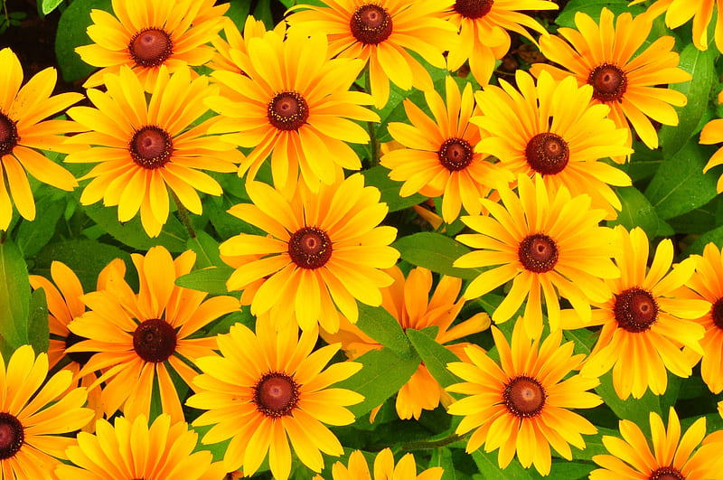 *** Yellow Rudbeckia ***, rudbekia, kwiaty, zolta, nature, HD wallpaper