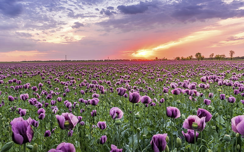Poppy Field, sunset, purple, field, poppies, HD wallpaper