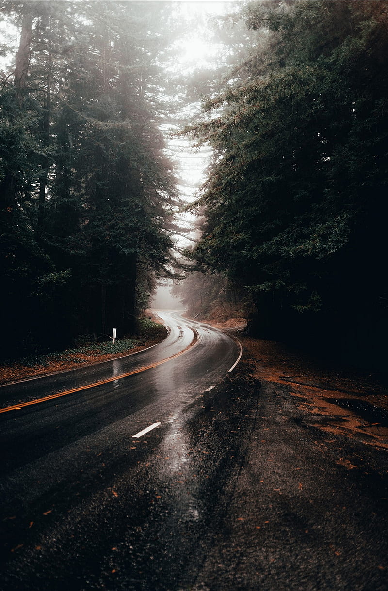 Forest Road, day, rainy, road, weather, HD phone wallpaper